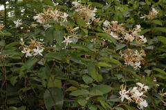 Aganosma caryophyllata